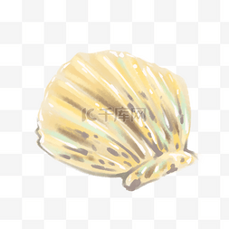 手绘贝壳图片_扇贝海洋生物贝壳