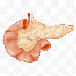 卡通人体胰脏插图