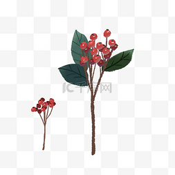 植物图片_结红色小果子的植物