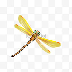 黄色飞翔的蜻蜓插画
