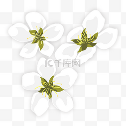 创意白色花朵装饰矢量透明png