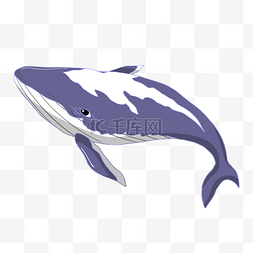 鲸鱼手绘插画图片_紫色的鲸鱼手绘插画