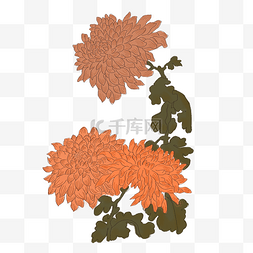 插画风菊花图片_中国风手绘花卉插图