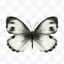 蝴蝶翅膀白色图片_白色的水墨蝴蝶插画