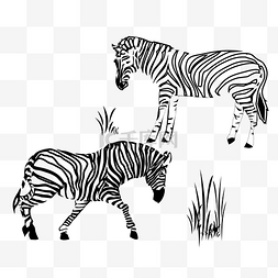黑白色斑马低头吃草动物图案