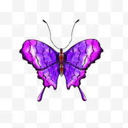 紫色蝴蝶装饰插画