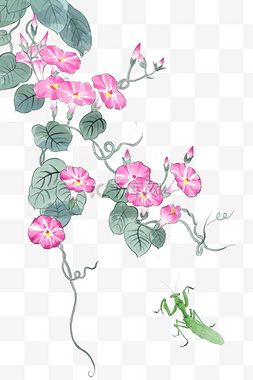 复古花朵牵牛花插画