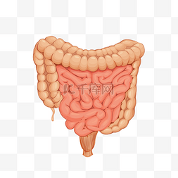 豆腐炖大肠图片_手绘人体器官大肠小肠