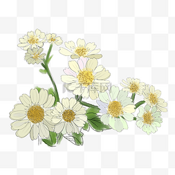 小菊花插画图片_重阳节雏菊菊花素材