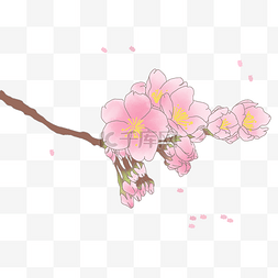 樱花图片_春季日本的樱花插画