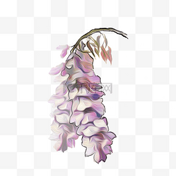 紫藤花植物插画