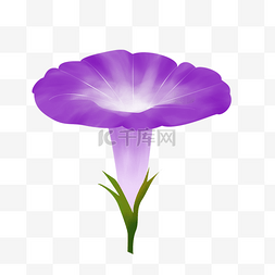 手绘彩色花朵植物图片_紫色花朵喇叭花免抠图