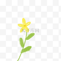 漂亮的黄色花朵免抠图