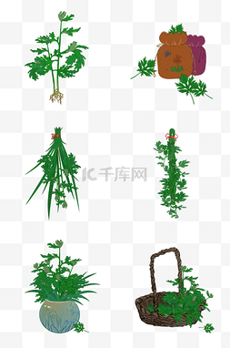 黄草图片_艾草端午节装饰艾草合集