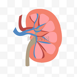 盆腔器官脱垂图片_手绘人体器官结构图肾脏矢量免抠