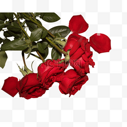 唯美红色玫瑰花矢量图
