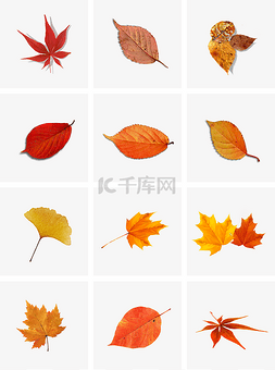 活动宣传图片_通用节日暖色真实风活动宣传树叶