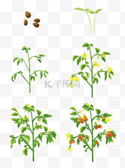 手绘植物生长过程图片_番茄的生长过程手绘植物西红柿生