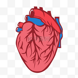 五脏六腑卡通图片_手绘器官心脏正面矢量免抠素材