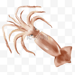 动图图片_动物类海洋鱿鱼手绘