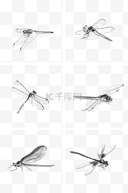 黑白手绘动物图片_中国水墨手绘蜻蜓