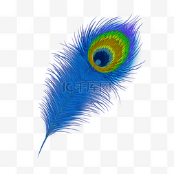 华丽蓝色孔雀羽毛
