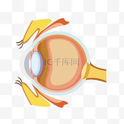 器官结构图片_手绘人体器官结构图人体五官眼球