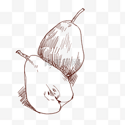 线描梨子水果插画