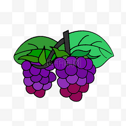 紫色葡萄绿叶素材