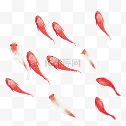 红色卡通金鱼图片_红色的金鱼免抠图
