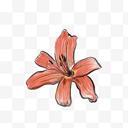 手绘线条花图片_线条红色石榴花写实鲜花绘画