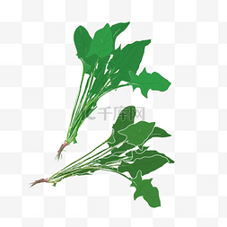 绿色植物新鲜图片_新鲜蔬菜菠菜手绘插画
