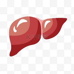 人体肝脏器官图片_手绘人体器官肝脏矢量免抠素材