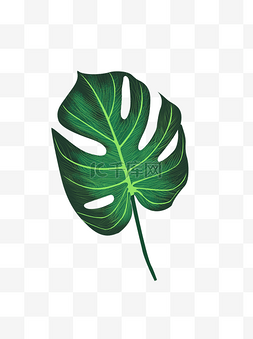 绿色配图图片_手绘噪点绿叶元素龟背竹叶子装饰