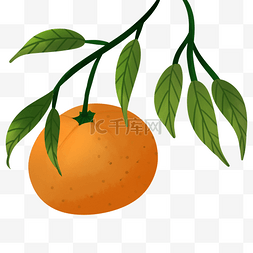 橘红图片_桔子绿色食品维生素卡通装饰