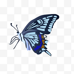 蓝色翅膀蝴蝶