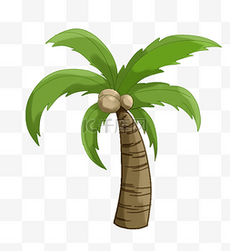 大叶子图片_海南椰子树椰子插画