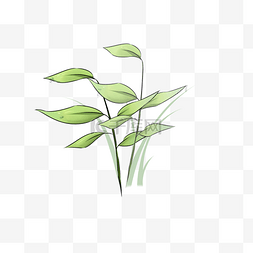 白露植物手绘插画