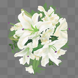 白色花卉插画图片_花卉百合节情人节花束植物手绘插