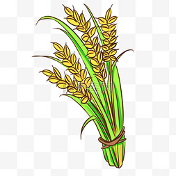 成熟的农作物稻谷插画