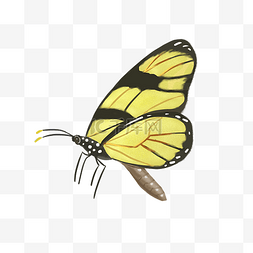 黄色的蝴蝶图片_春天的黄色漂亮蝴蝶