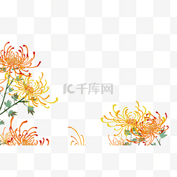 菊花花图片_重阳节中国风传统节日菊花