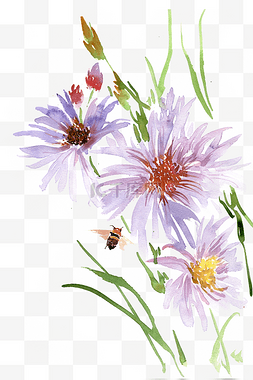紫色的翠菊与蜜蜂
