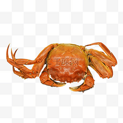 煮螃蟹图片_黄色煮熟螃蟹