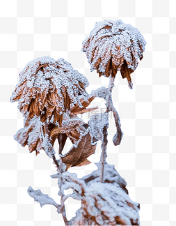 立冬小寒图片_雪后落满雪花干花