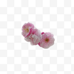 粉色梅花树图片_绽放的粉色梅花花朵