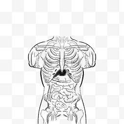 人体器官素描图片_线描人体内脏器官