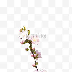 花朵开放图片_粉色开放的桃花免扣图