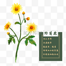 野菊花花类中草药水彩花卉