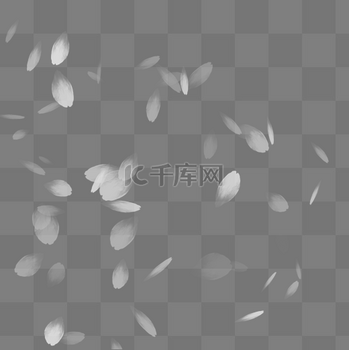 白色花瓣